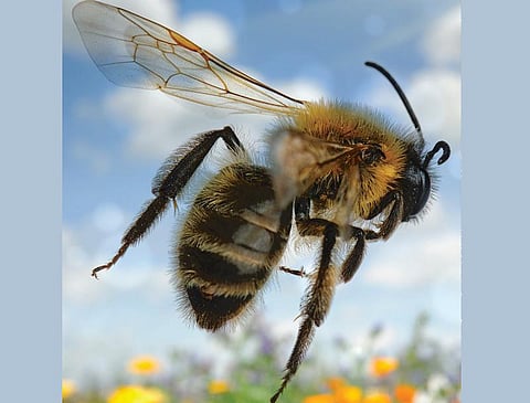 கேள்வி மூலை 06: குட்டி இறக்கையால் தேனீ பறப்பது எப்படி?﻿