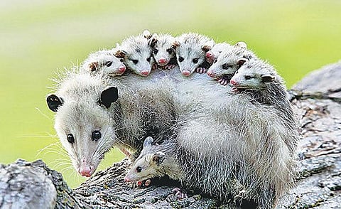 காரணம் ஆயிரம் 07: செத்து செத்து விளையாடும் விலங்கு﻿