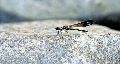 பூச்சி சூழ் உலகு 08: வாழிடத்துக்காகப் போட்டி போட்ட தும்பிகள்﻿