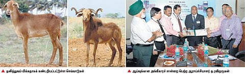 உடற்கூறு, மரபு அமைப்பில் தனித்துவம்﻿: சர்வதேச அங்கீகாரம் பெற்ற திருநெல்வேலி ‘செவ்வாடு’﻿