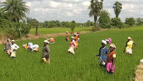 ரூபாய் நோட்டு பிரச்சினை: தொழிலாளர்களுக்கு ஊதியம் வழங்க முடியாமல் தவிக்கும் கடலூர் விவசாயிகள்