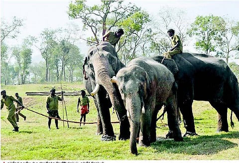 முதுமலை கராலில் ‘சுள்ளிக் கொம்பனுக்கு’ விடுதலை: சுதந்திரக் காற்றை சுவாசித்ததால் உற்சாகம்