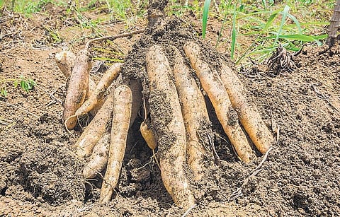 மரவள்ளிக் கிழங்கு: மண்ணுக்குள் வைரம்﻿