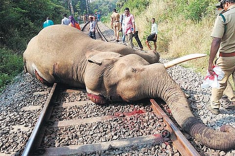 கோவை அருகே ரயில் மோதி யானை பலி﻿: பாலக்காடு பாதையில் ஒரே ஆண்டில் 4-வது சம்பவம்
