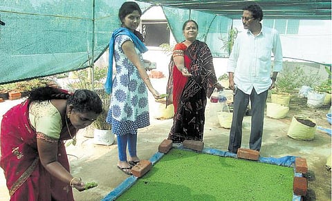 கன்னியாகுமரியில்  கால்நடை பசுந்தீவனப் புரட்சி﻿: நீலப்பச்சை பாசி தயாரிக்க 2 லட்சம் பேருக்கு பயிற்சி﻿