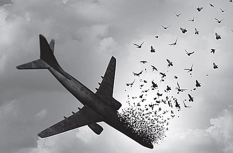 காரணம் ஆயிரம்: பறவையால் விமானம் நொறுங்குமா?