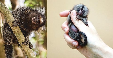 உலகின் குட்டிக் குரங்கு!