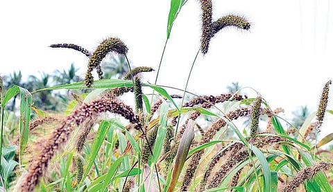 உயிர் வளர்த்தேனே 14: கம்பு, சோளம், தினையில் கலக்கலாம்﻿