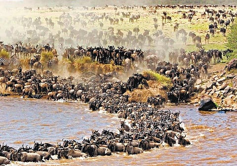 காரணம் ஆயிரம்: விலங்குகளின் பிரம்மாண்ட பேரணி