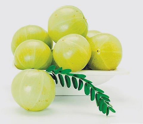 ஊட்டச்சத்தை கிரகிக்க உதவும் நெல்லி