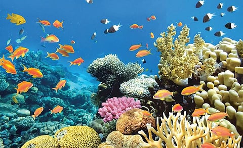 மீன்களுக்குக் காது உண்டா?