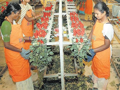 காப்புரிமை கட்டணம் செலுத்த நோட்டீஸ்: ரோஜா ஏற்றுமதி பாதிக்கும் அபாயம் - மத்திய அரசு நடவடிக்கை எடுக்க விவசாயிகள் கோரிக்கை