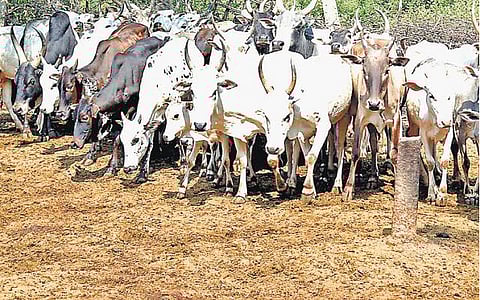 வத்தலக்குண்டு பகுதியில்﻿ தொழு மாடுகளான ஜல்லிக்கட்டு காளைகள்﻿