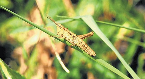 பூச்சி சூழ் உலகு 15: தலைக்குத் தாவிய வெட்டுக்கிளி