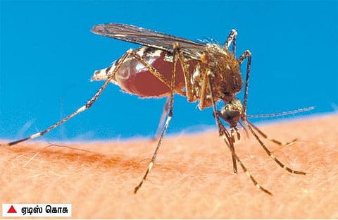 2016-ம் ஆண்டில் நாடுமுழுவதும் சிக்குன் குனியாவால் 57 ஆயிரம் பேர் பாதிப்பு: மத்திய சுகாதாரத்துறை தகவல்