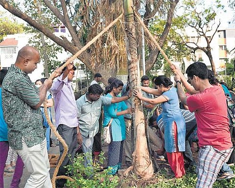 ‘தி இந்து’ குழுமம், தன்னார்வ அமைப்புகள் இணைந்து நாகேஸ்வரராவ் பூங்காவில் மரங்கள் சீரமைப்பு பணி: நூற்றுக்கும் மேற்பட்டோர் பங்கேற்பு