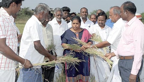 திருவள்ளூர் மாவட்டத்தில் 103 கிராமங்களில்﻿ 15 ஆயிரம் ஏக்கர் நெற்பயிர்கள் வறட்சியால் பாதிப்பு﻿: விவசாயிகளுடன் ஆட்சியர், எம்.பி. சந்திப்பு﻿