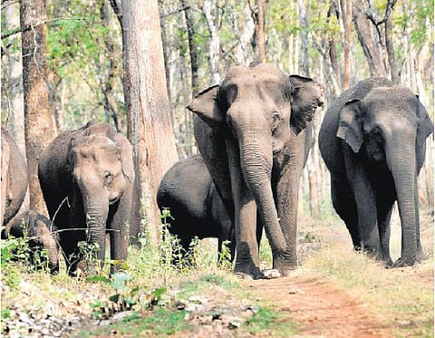 தமிழகத்தில் கடந்த ஆண்டு 84 யானைகள் உயிரிழப்பு: பாதுகாக்க ஒருங்கிணைந்த திட்டம் தேவை