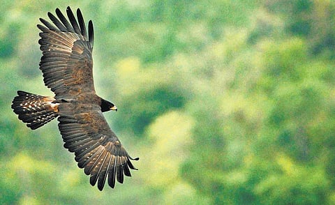 ஒரு பறவை போலே மிதக்கிறேனே...