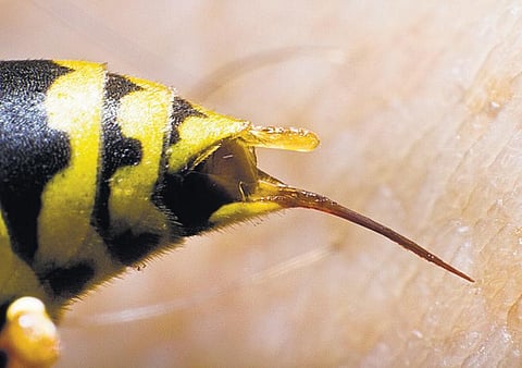 கேள்வி மூலை 15: தேனீக்கள் ஏன் கொட்டியவுடன் மரித்துப் போகின்றன?