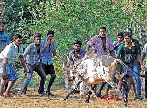 பாலமேட்டில் தடையை மீறி அவிழ்த்துவிடப்பட்ட காளைகள்: இளைஞர்கள் மீது போலீஸார் தடியடி நடத்தியதால் பதற்றம்