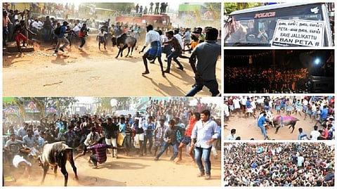 பேசும் படங்கள்: அலங்காநல்லூர் ஜல்லிக்கட்டு போராட்டக் களம்