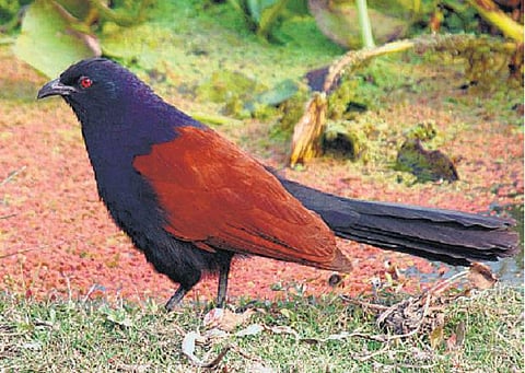 வனப் பகுதிக்கு உட்பட்ட சாலைகளில் வாகனங்களில் சிக்கி பலியாகும் ‘செம்போத்து’ பறவைகள்: மக்களுக்கு அரசு விழிப்புணர்வு ஏற்படுத்த வலியுறுத்தல்﻿