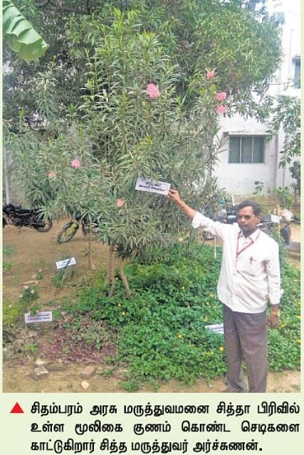 சிதம்பரத்தில் மூலிகை தோட்டமாக மாறிய அரசு சித்த மருத்துவமனை﻿﻿