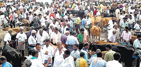 மாணவர்கள் போராட்டத்தால் கிடைத்த வரவேற்பு: காளை மாடுகள் விலை உயர்வு﻿