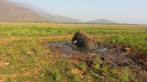 பவானி சாகரில் புதிதாக புறப்படும் புதைசேறு ஆபத்து: காட்டுயானைகளைக்  காக்க வழி தெரியாமல் தவிக்கும் வனத்துறையினர்