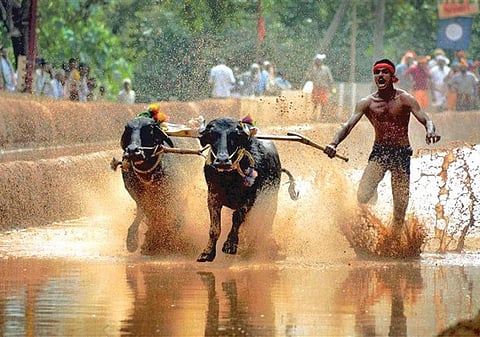 கம்பளா போட்டிக்கு அவசர சட்டம்: கர்நாடகா முதல்வர் சித்தராமையா முடிவு