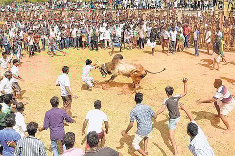 சிராவயலில் களைகட்டிய மஞ்சுவிரட்டு﻿: காளைகளை அடக்க முயன்ற 48 பேர் காயம்﻿