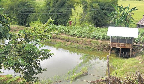 அந்தமான் விவசாயம் 19: கலப்புப் பண்ணையம் தரும் கூடுதல் பலன்﻿