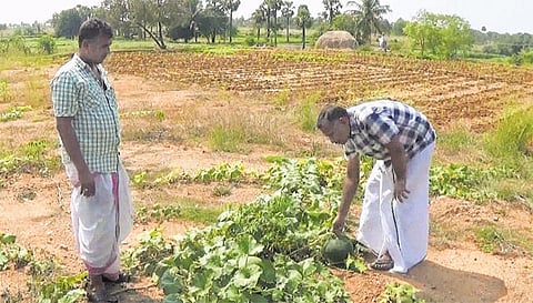 அமெரிக்க வேலையைத் துறந்து இயற்கை வேளாண்மை﻿