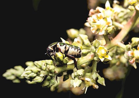மாம்பழத்துக்குள் வண்டு வருவது எப்படி?﻿