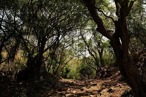 சத்தீஸ்கரில் நக்சலைட் சுட்டுக்கொலை﻿