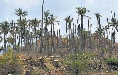 வறட்சியின் பிடியில் தென்னை விவசாயம்: வரத்து குறைவால் தேங்காய் விலை கடும் உயர்வு - மரங்கள் பட்டுப்போகும் என விவசாயிகள் கவலை