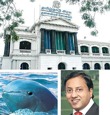 சேதி தெரியுமா?﻿ - ஒடிசாவில் அருகிவரும் ஐராவதி ஓங்கில்கள்