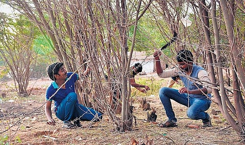 அரசு இடங்களிலும் சீமைக் கருவேல மரங்களை அகற்ற வேண்டும்﻿: குழு அமைத்து நடவடிக்கை எடுக்க கோரிக்கை﻿