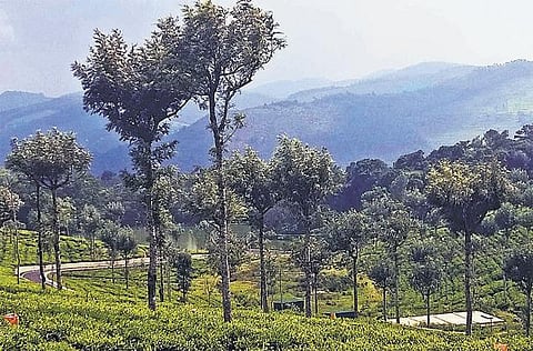 ஜெ.வின் கோடநாடு எஸ்டேட் அரசுடமையாகுமா?