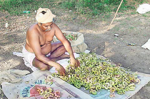 விருதுநகர் மாவட்டத்தில்﻿ வறட்சியிலும் கொடுக்காய் புளி விளைச்சல் அதிகரிப்பு﻿: கிலோ ரூ.200 வரை விற்பனை﻿