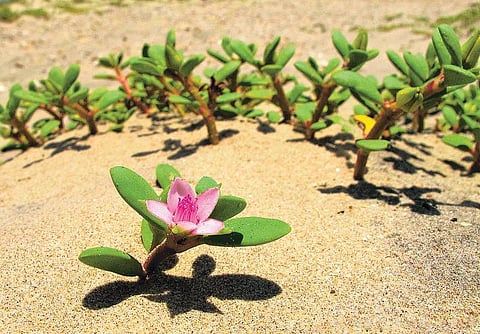 உவர்நிலத்தை விளைநிலமாக்கும் ‘ஓர்பூடு’ செடி: வேளாண் பல்கலைக்கழக ஆய்வில் கண்டுபிடிப்பு