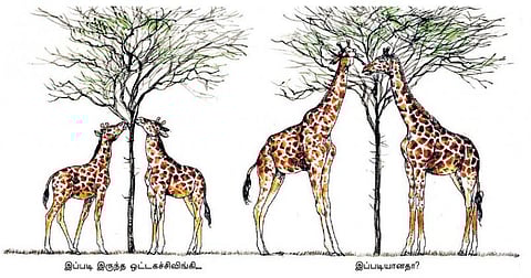 வகுப்பறைக்கு வெளியே: ஒட்டகச்சிவிங்கியின் கழுத்து நீண்டது ஏன்?