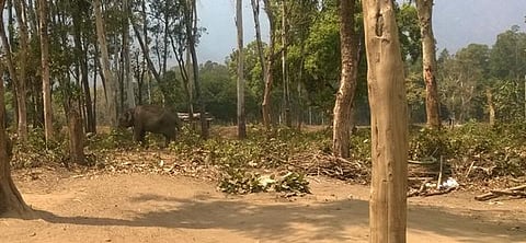 மோடி வருகையால் புறப்படும் காட்டு யானைகள்: கோவை சாடிவயல் முகாமில் அஞ்சி நடுங்கும் கும்கி யானைகள்