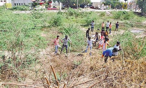 சீமைக் கருவேல மரங்களை அகற்ற கைகோர்த்த இளைஞர்கள், மாணவர்கள்﻿: பொதுமக்கள் பாராட்டு