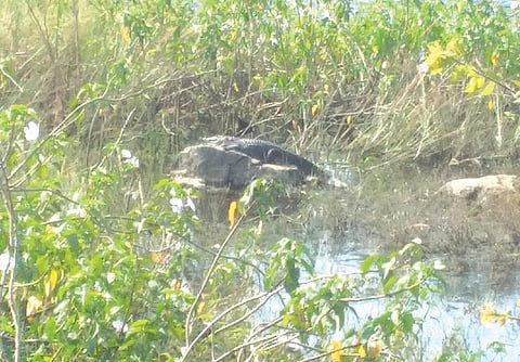 தாம்பரம் அருகே ஏரியில் முதலை நடமாட்டம்: வீட்டை விட்டு வெளியில் வர கிராம மக்கள் அச்சம்