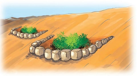 தொட்டனைத்து ஊறும் அமிழ்தம் 22: பயிருக்குப் பனிநீர் அறுவடை﻿