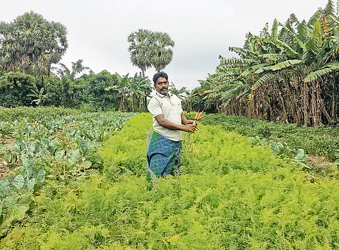 காவிரி டெல்டாவில் மலைப் பிரதேசக் காய்கறிகள்: மாற்றத்துக்கு வித்திட்ட முன்னோடி விவசாயி﻿