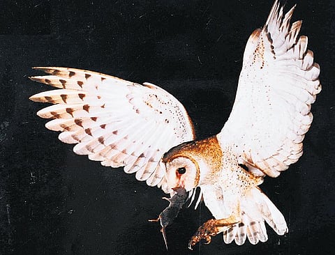 காட்டுயிர் ஒளிப்படக் கலைஞர்களின் முன்னத்தி ஏர்﻿