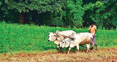 விவசாய நிலங்கள்: விதிமுறைகள் என்னென்ன?﻿